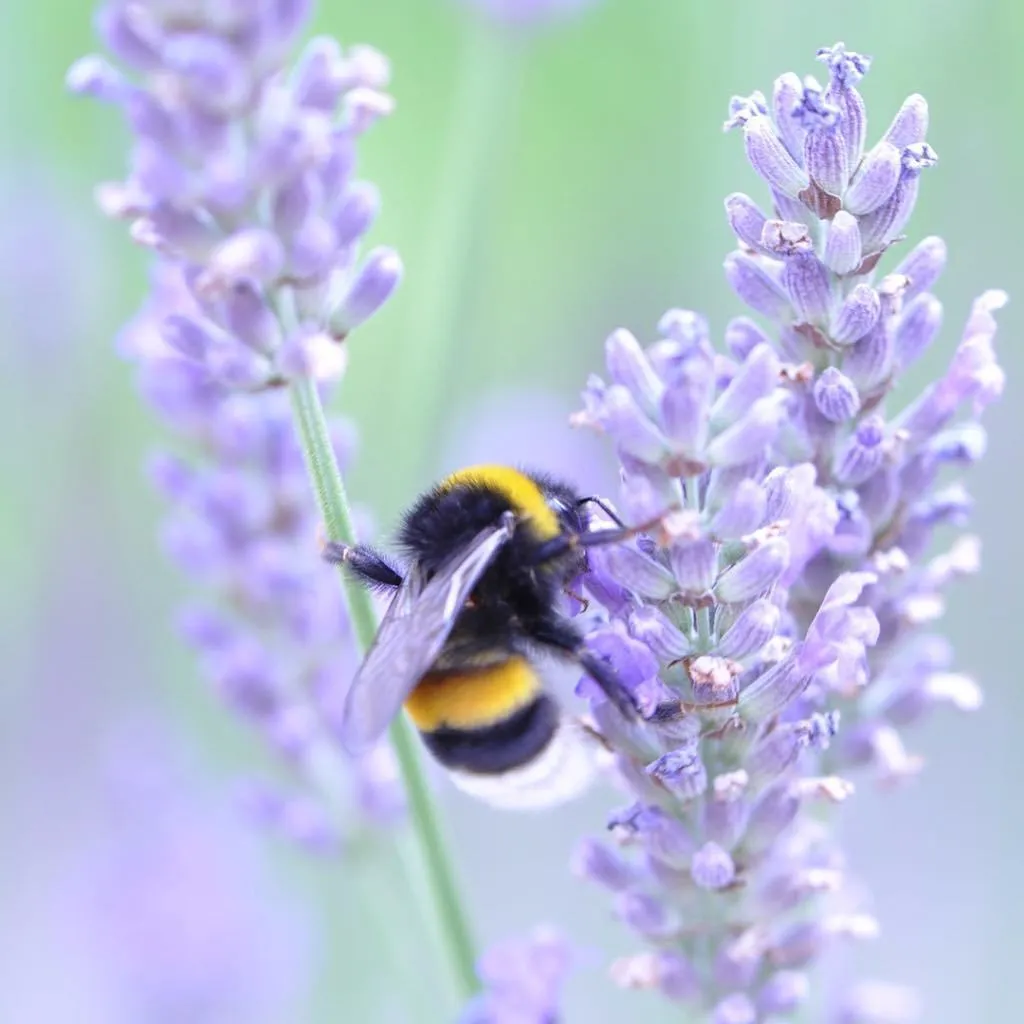 Cloister Honey Whipped Lavender