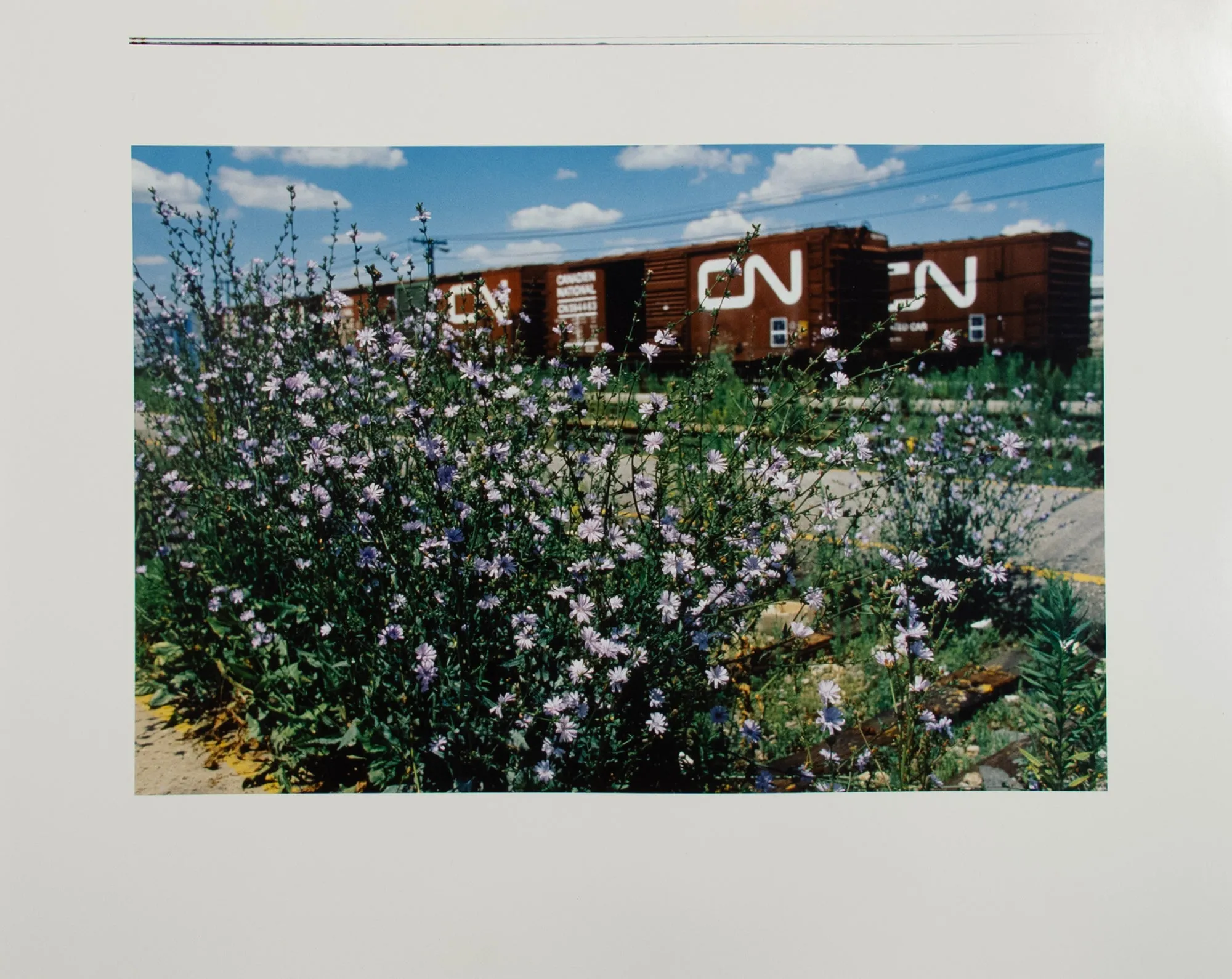 Rolling Stock and Chicory