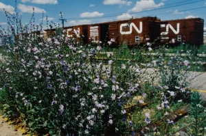 Rolling Stock and Chicory
